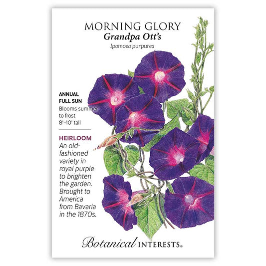 Morning Glory  Grandpa Otts