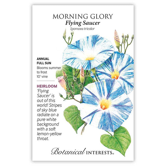 Morning Glory Flying Saucer