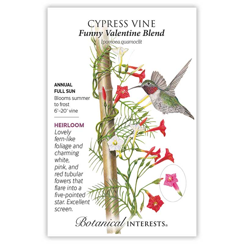 Cypress Vine Blend