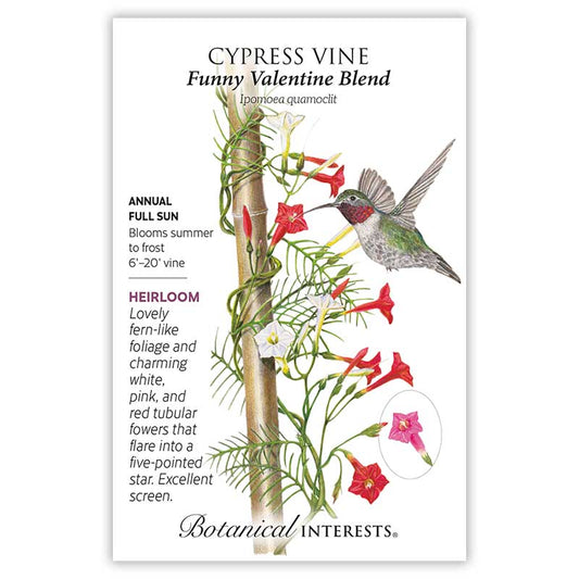 Cypress Vine Blend
