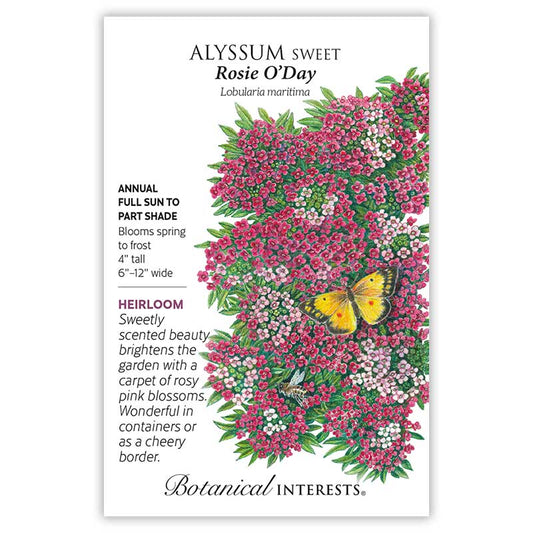 Alyssum Rosie O'Day