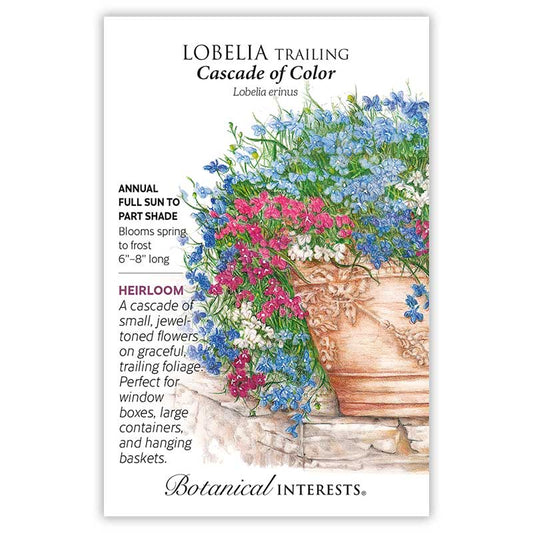 Lobelia Trailing Cascade of Color