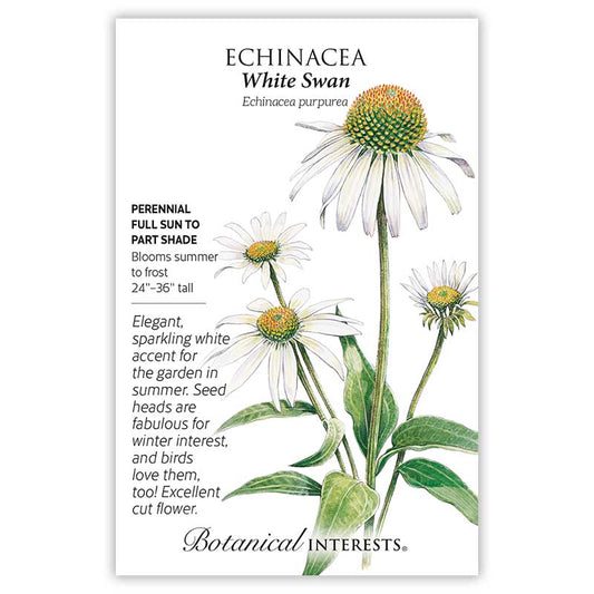 Echinacea White Swan