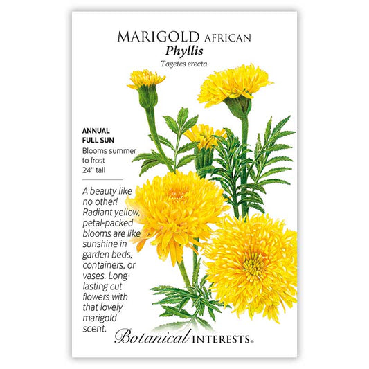 Marigo African Phyllis Yellow