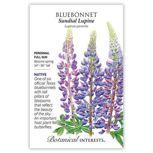 Bluebonnets Sundial Lupine
