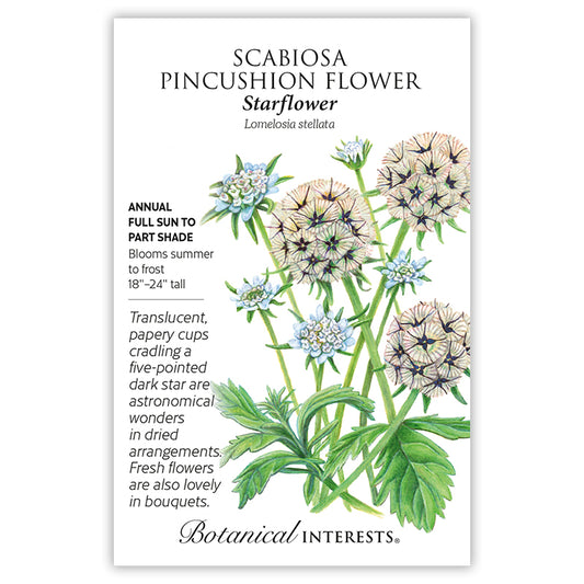 Scabiosa  Starflower