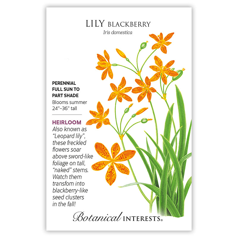 Lilly Blackberry Orange