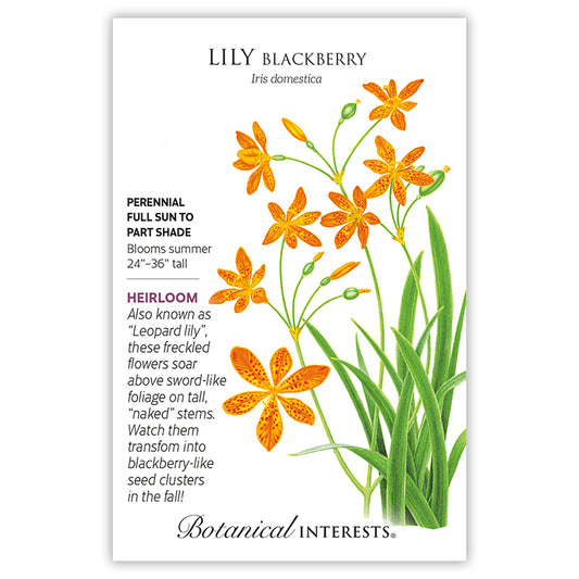 Lilly Blackberry Orange