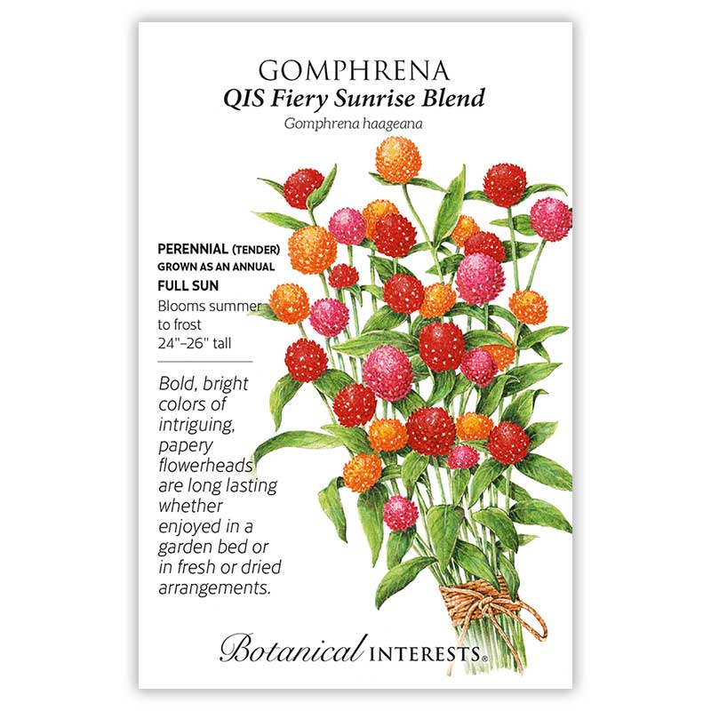 Gomphrena QIS Fiery Sunrise