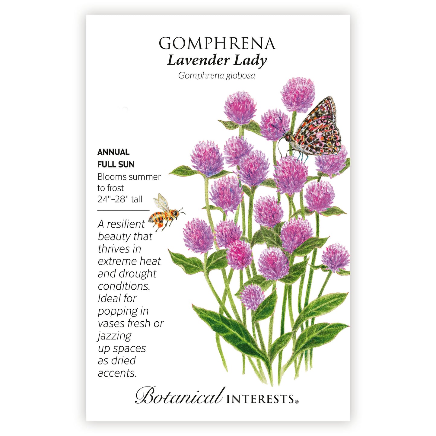 Gomphrena Lavender Lady