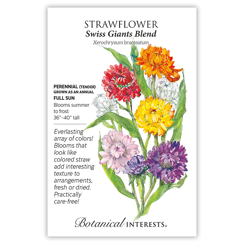 Strawflower Swiss Giant Blend
