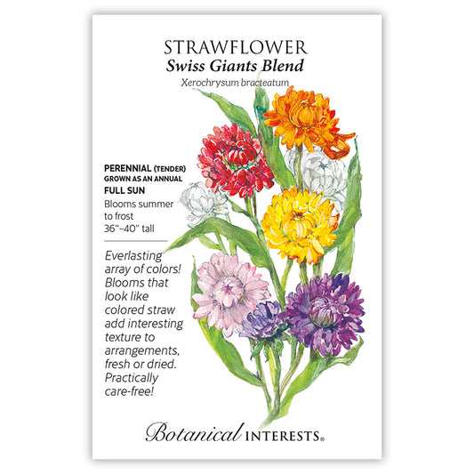 Strawflower Swiss Giant Blend