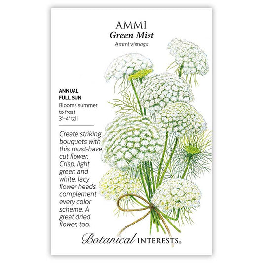 Ammi Green Mist