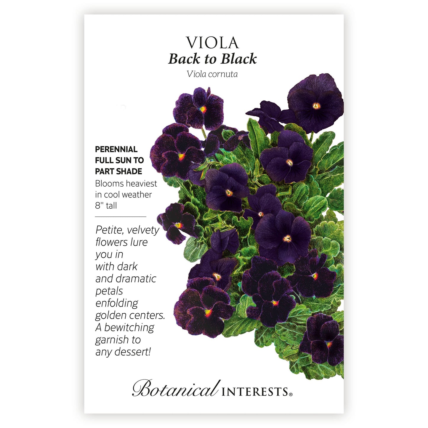 Viola Back to Black