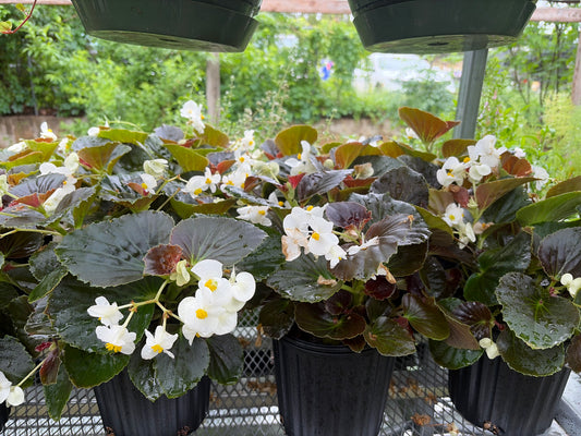 Begonia Dragonwing White