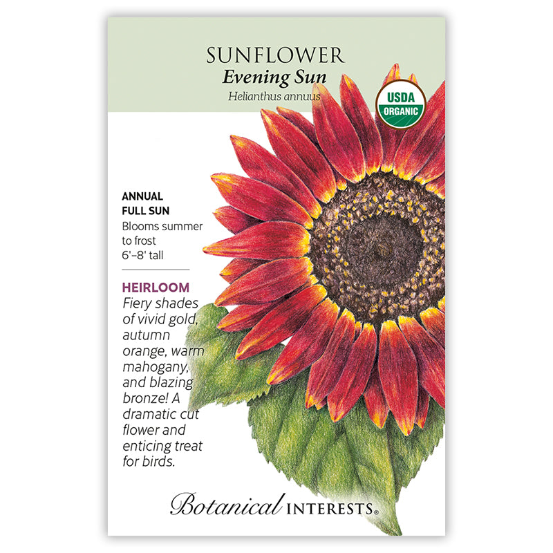 Sunflower  Evening Sun Organic
