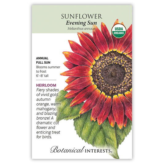 Sunflower  Evening Sun Organic