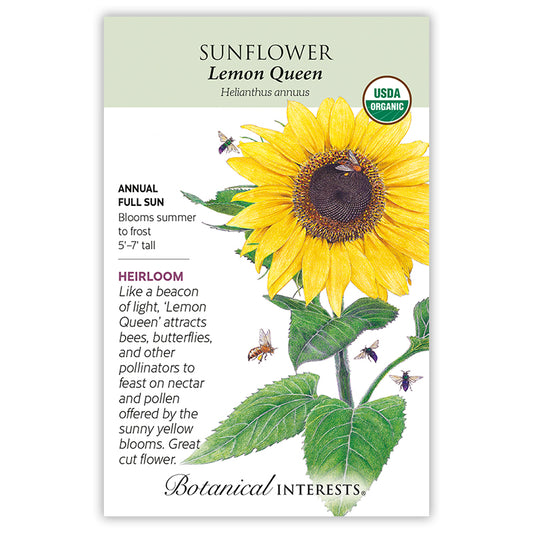 Sunflower Lemon Queen Organic