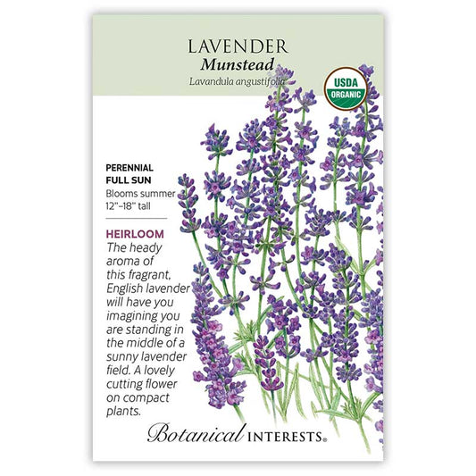 Lavender Dwarf Munstead Organic
