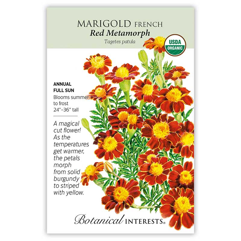 Marigold French Red Metamorph Org