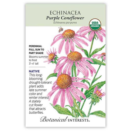 Echinacea Purple Coneflower Organic