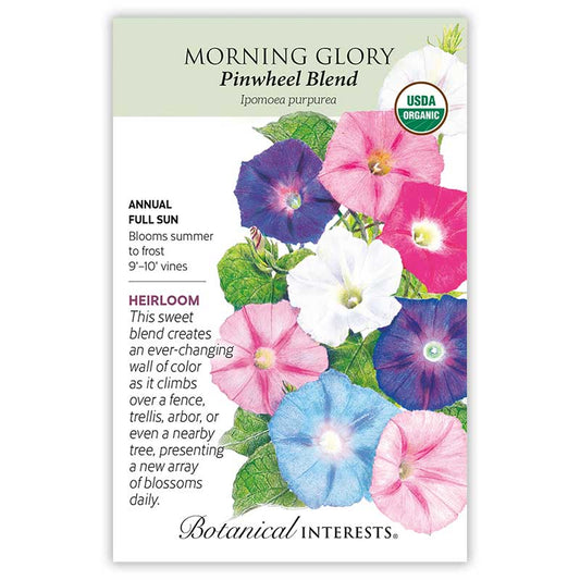 Morning Glory  Pinwheel Blend Organic