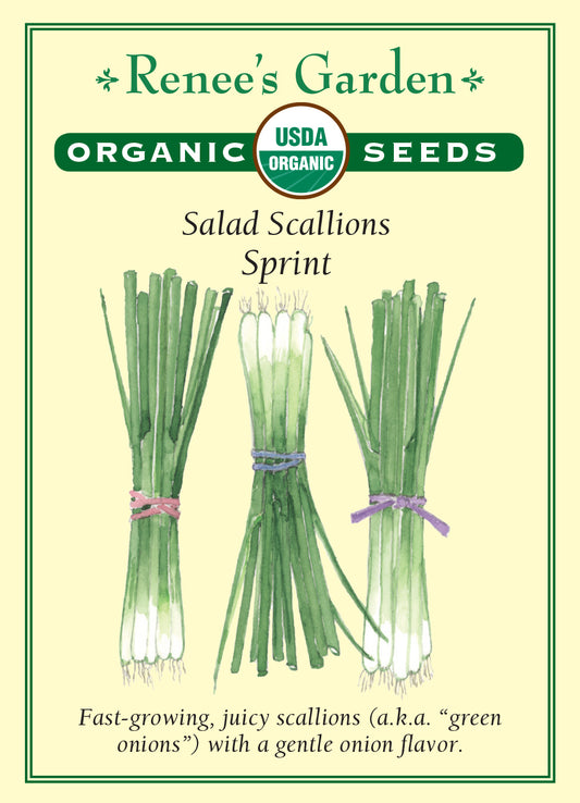 Onion Scallions Sprint Organic