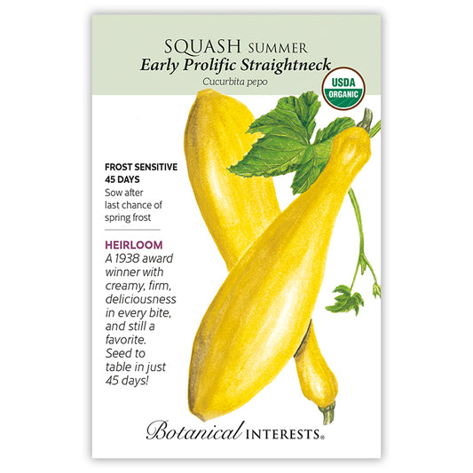 Squash Summer Early Straightneck Organic
