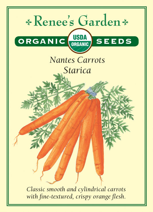 Carrot Starica Organic