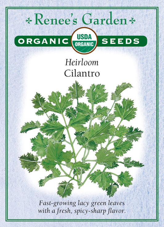 Cilantro/Coriander Organic