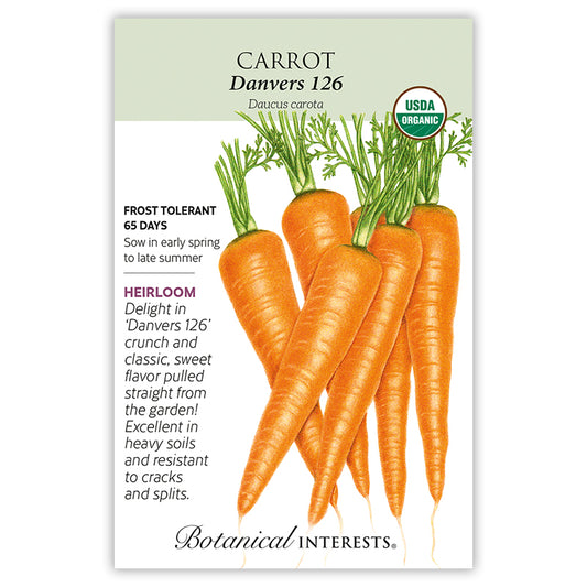 Carrot Danvers Organic