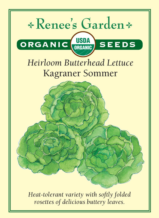 Lettuce Kagraner Sommer Organic