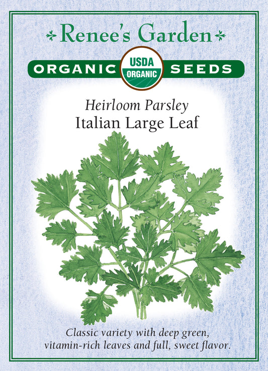 Parsley Italian Large Leaf Organic