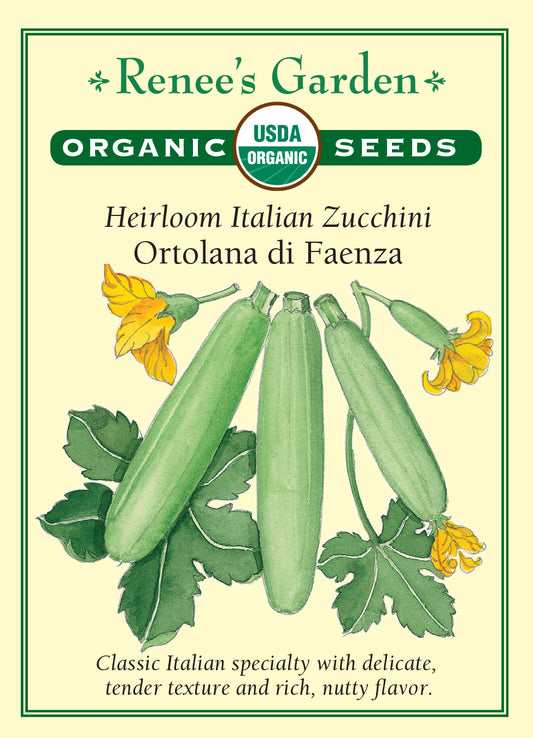Squash Summer  Zucchini Ortolana di Faenza Organic