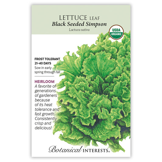 Lettuce Black Seeded Simpson Organic