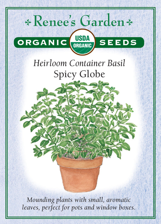 Basil Spicy Globe Organic