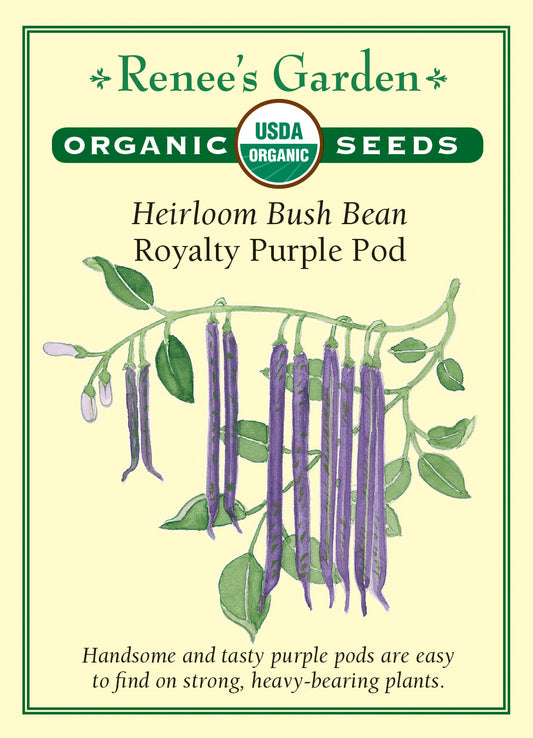 Bean Bush Royalty Purple Pod Organic