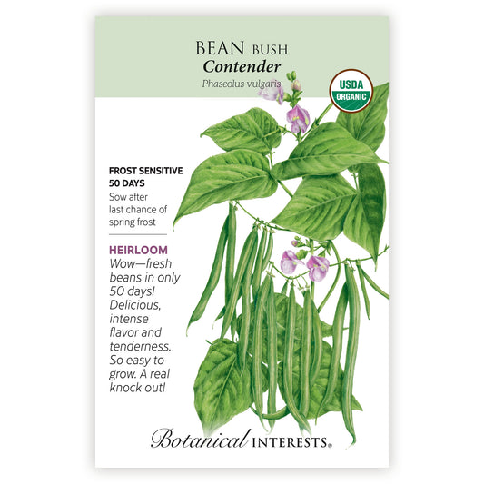 Bean Bush Contender Organic
