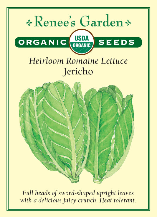 Lettuce Jericho Romaine Organic
