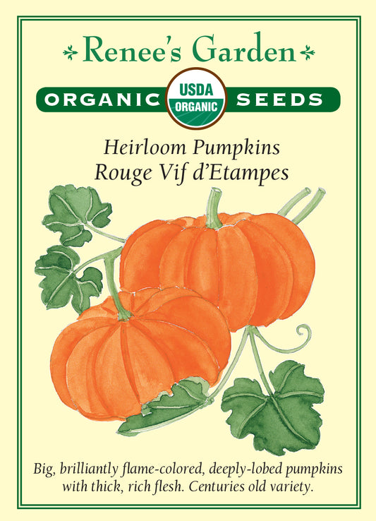 Pumpkin Rouge Vif d'Etampes Organic