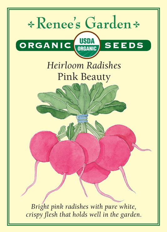 Radish Pink Beauty Organic