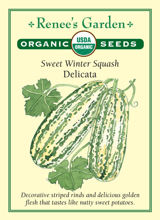Winter Squash Delicata