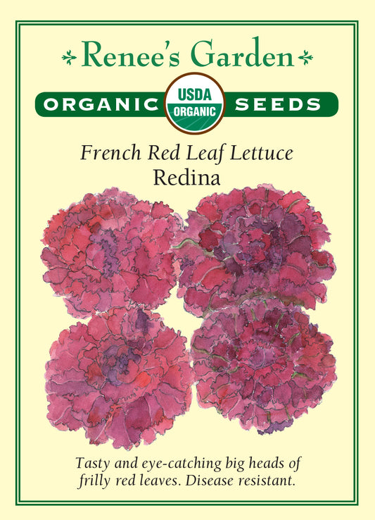 Lettuce Redina French Red Leaf Organic