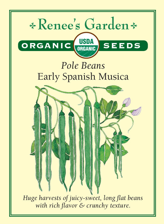 Bean Pole Early Spanish Musica Organic