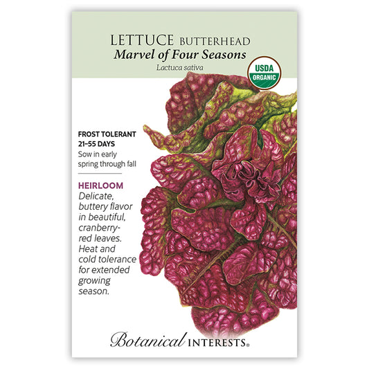 Lettuce  Marvel of four Seasons Organic