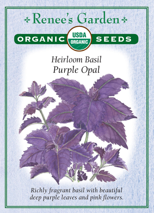 Basil Purple Opal Organic