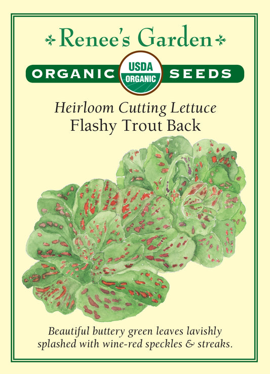 Lettuce Falshy Trout Back Organic
