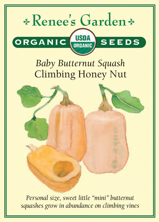 Squash Winter Baby Honey Nut Organic