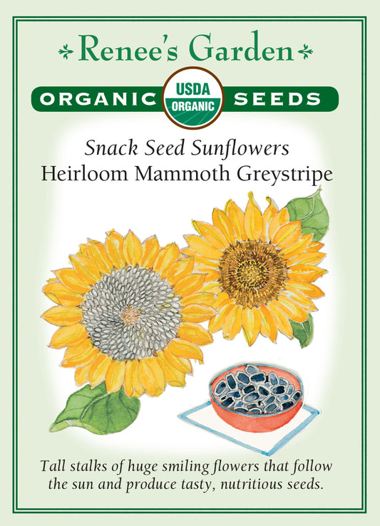 Sunflower Mammoth Greystripe Organic