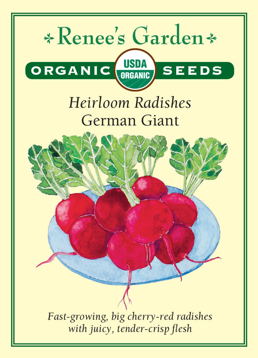 Radish  German Giant Organic